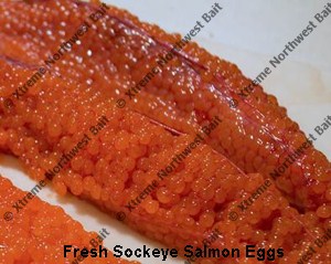 Fresh Salmon Egg, Fresh Salmon Roe, Xtreme Northwest Bait Co